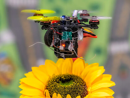 A tiny quadcopter drone hovering above a flower